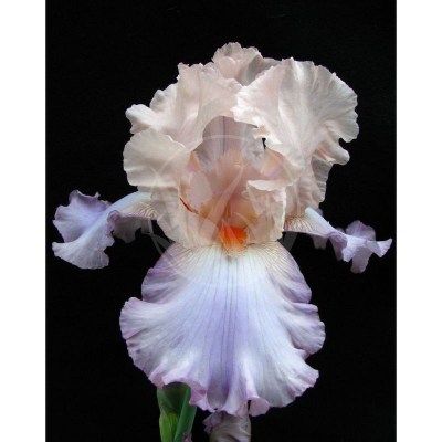 CELEBRATION SONG IMG_5401UPR